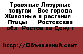 Травяные Лазурные попугаи - Все города Животные и растения » Птицы   . Ростовская обл.,Ростов-на-Дону г.